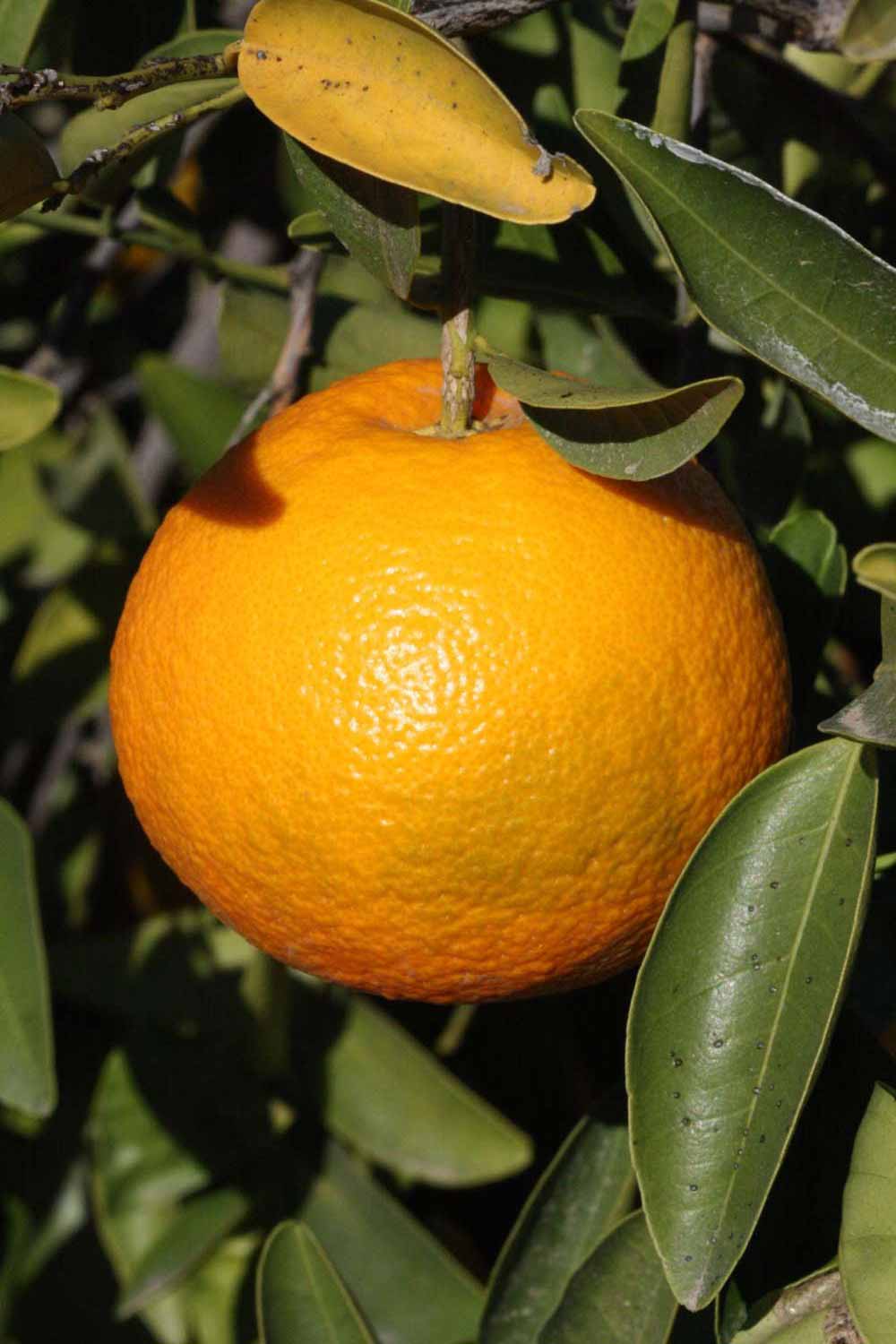            Fruit (Riverside, CA)   